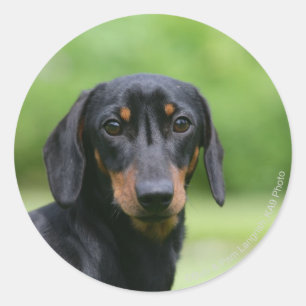 Black and Tan Miniture Dachshund 1 Ronde Sticker