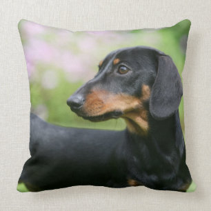 Black and Tan Miniture Dachshund 2 Kussen