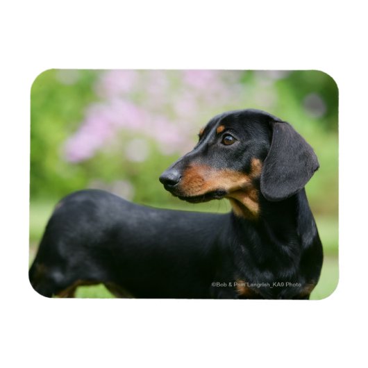 Black and Tan Miniture Dachshund 2 Magneet (Horizontaal)