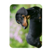 Black and Tan Miniture Dachshund 2 Magneet (Verticaal)