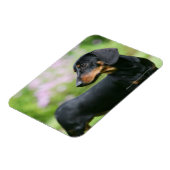 Black and Tan Miniture Dachshund 2 Magneet (Linkerzijde)