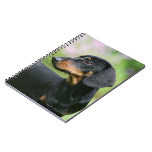 Black and Tan Miniture Dachshund 2 Notitieboek (Linkerzijde)