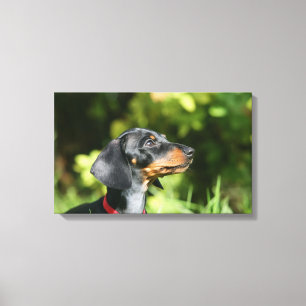 Black and Tan Miniture Dachshund 3 Canvas Afdruk