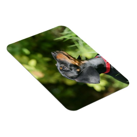 Black and Tan Miniture Dachshund 3 Magneet (Rechterzijde)