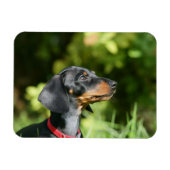 Black and Tan Miniture Dachshund 3 Magneet (Horizontaal)