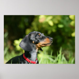 Black and Tan Miniture Dachshund 3 Poster