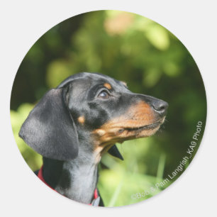 Black and Tan Miniture Dachshund 3 Ronde Sticker
