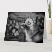 Black and White Alsatian Dog Photo