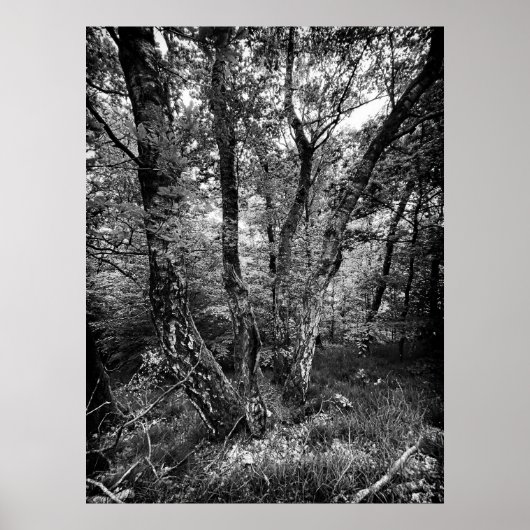 black and white birch forest poster (Voorkant)
