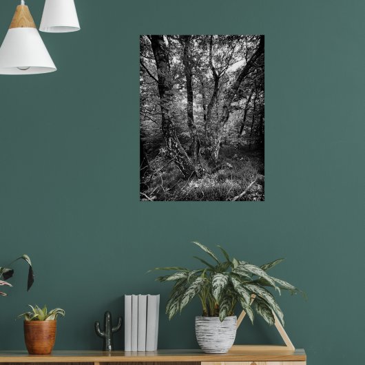 black and white birch forest poster (Woonkamer 1)
