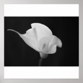 Black and White Calla Lilly Poster (Voorkant)