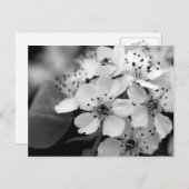 Black and White Cherry Blossom Briefkaart (Voorkant / Achterkant)