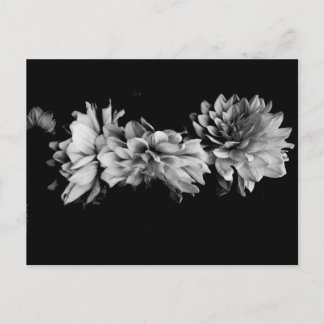 Black-and-White Dahlia Trio Briefkaart