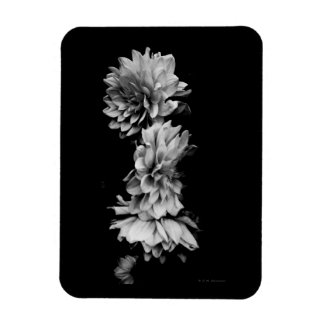 Black-and-White Dahlia Trio Magneet