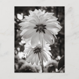 Black and White Dahlias Fine Art Photography Briefkaart