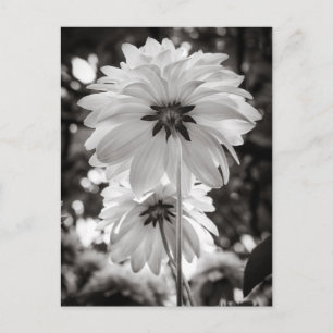 Black and White Dahlias Fine Art Photography Briefkaart