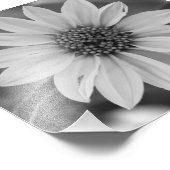 Black and White Daisy Foto van E.A. Schneider Foto Afdruk (Hoek)