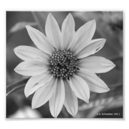 Black and White Daisy Foto van E.A. Schneider Foto Afdruk