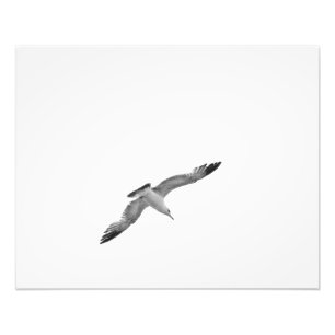 Black and White Flying Seagull 2 Foto Afdruk