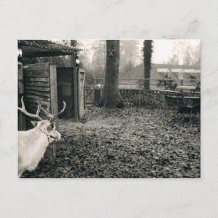 Black and white foto of reindeer and sleigh briefkaart