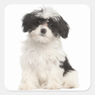 Black and White Havanese Puppy Dog Sticker