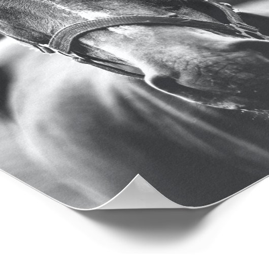Black and White Horse Portrait Photo Poster (Coin)