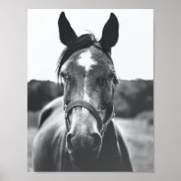 Black and White Horse Portrait Photo Poster