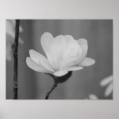Black and White Magnolia Centennial Bloom Poster (Voorkant)