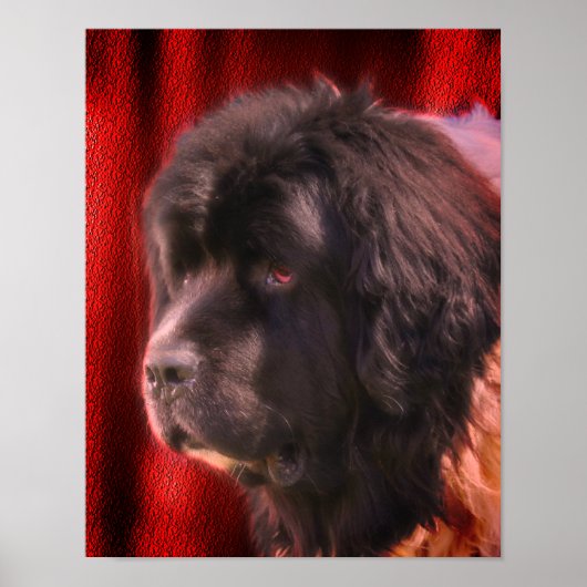 Black and White Newfoundland Dog Face Poster (Voorkant)