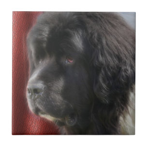 Black and White Newfoundland Dog Tegeltje