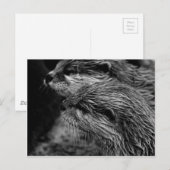 black and white otters briefkaart (Voorkant / Achterkant)