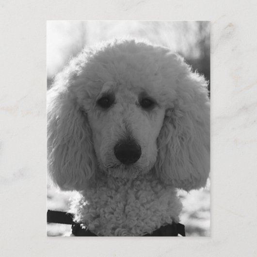 Black and White Poodle Face Puppy Eyes Briefkaart (Voorkant)
