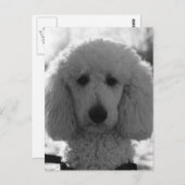 Black and White Poodle Face Puppy Eyes Briefkaart (Voorkant / Achterkant)