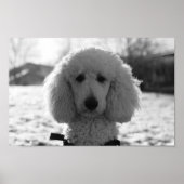 Black and White Poodle Face Puppy Eyes Poster (Voorkant)