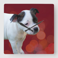 Black and White Staffordshire Puppy