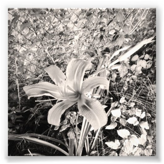 Black and White Tiger Lily Foto Afdruk (Voorkant)