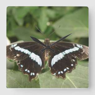 Black and White Tropical Butterfly Wall Clock Vierkante Klok