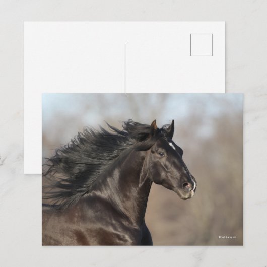 Black Andalucian Headshot Mane Fans Briefkaart (Voorkant / Achterkant)