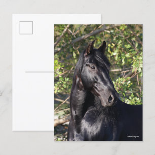 Black Andalucian Horse Standing Headshot Briefkaart