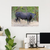 Black Angus Bull Poster (Thuiskantoor)
