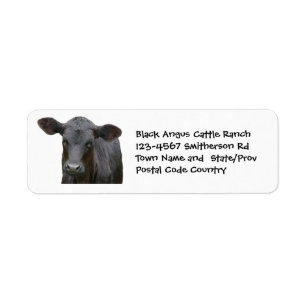 Black Angus Cattle Boerderij of Ranch Sticker