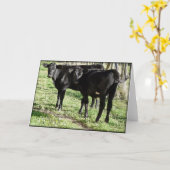 Black Angus Heifer Calves Kaart (Gele Bloem)