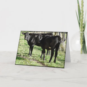 Black Angus Heifer Calves Kaart