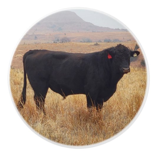 Black Angus Steer Grazing met zijn herd Keramische Knop (Voorkant)