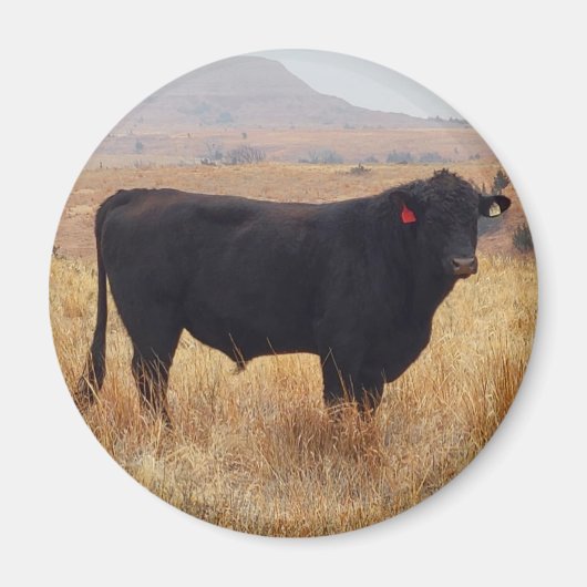Black Angus Steer Grazing met zijn herd Magneet (Voorkant)