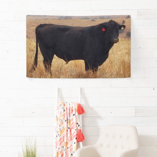 Black Angus Steer Grazing met zijn herd Spandoek (Insitu)
