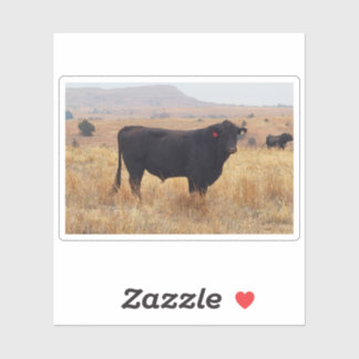 Black Angus Steer Grazing met zijn herd Sticker