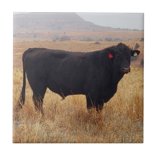 Black Angus Steer Grazing met zijn herd Tegeltje (Voorkant)