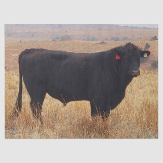 Black Angus Steer Grazing met zijn herd Tissuepapier (Voorkant)