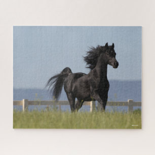 Black Arab Stallion Running Mane Flow Legpuzzel